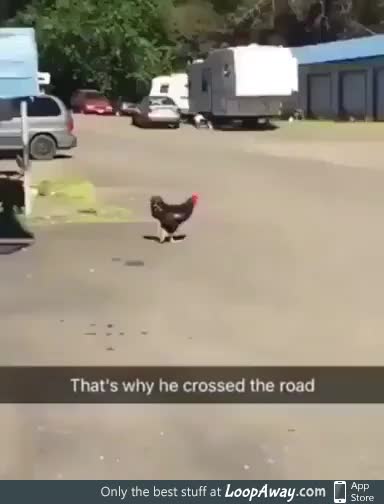 Why did the chicken cross the road? - LoopAway.com